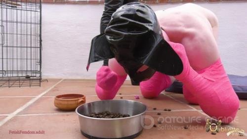 Goddess Gynarchy - Shoe eating Puppy Gets Punished - FullHD 1080p